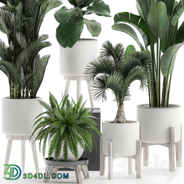 Plant Collection 573. Set of plants Dipsis palm tree banana fern ficus lirata white pots flowerpot Scandinavian style interior strelitzia ravenala 3D Models