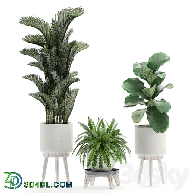 Plant Collection 573. Set of plants Dipsis palm tree banana fern ficus lirata white pots flowerpot Scandinavian style interior strelitzia ravenala 3D Models