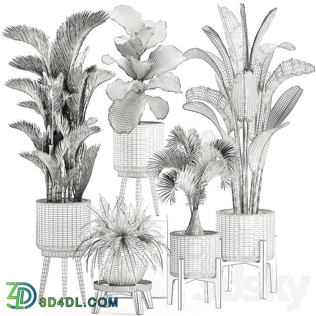 Plant Collection 573. Set of plants Dipsis palm tree banana fern ficus lirata white pots flowerpot Scandinavian style interior strelitzia ravenala 3D Models