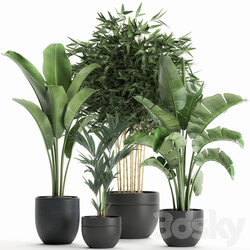 Plant Collection 586. Indoor plants Banana palm tree bamboo bush flowerpot strelitzia ravenala interior exotic 3D Models 