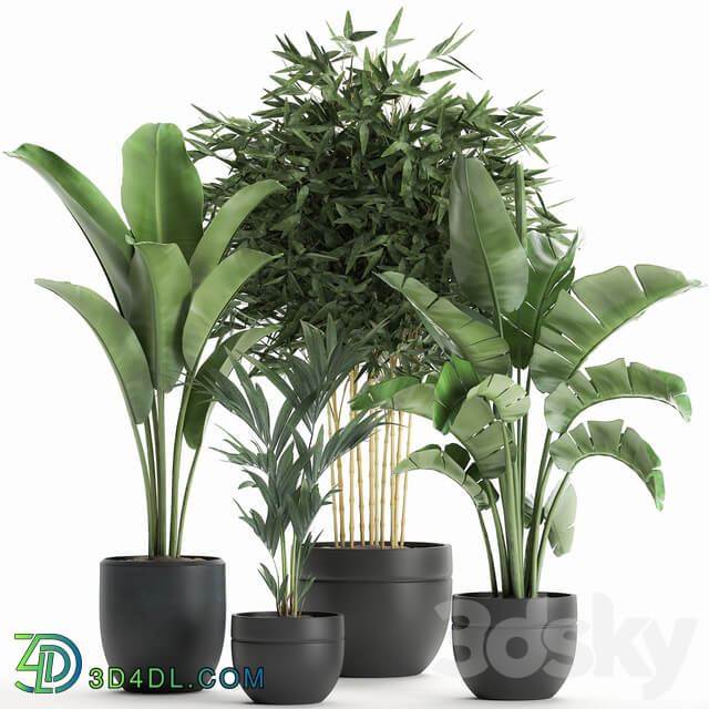 Plant Collection 586. Indoor plants Banana palm tree bamboo bush flowerpot strelitzia ravenala interior exotic 3D Models