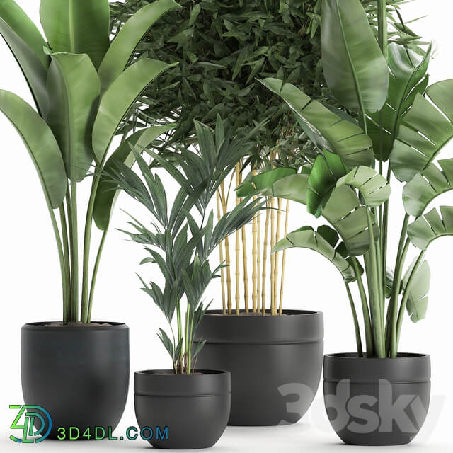 Plant Collection 586. Indoor plants Banana palm tree bamboo bush flowerpot strelitzia ravenala interior exotic 3D Models