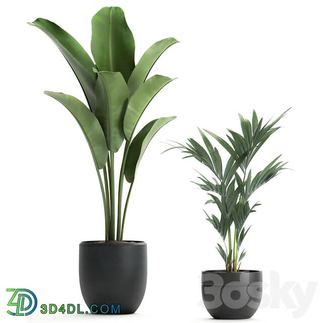 Plant Collection 586. Indoor plants Banana palm tree bamboo bush flowerpot strelitzia ravenala interior exotic 3D Models