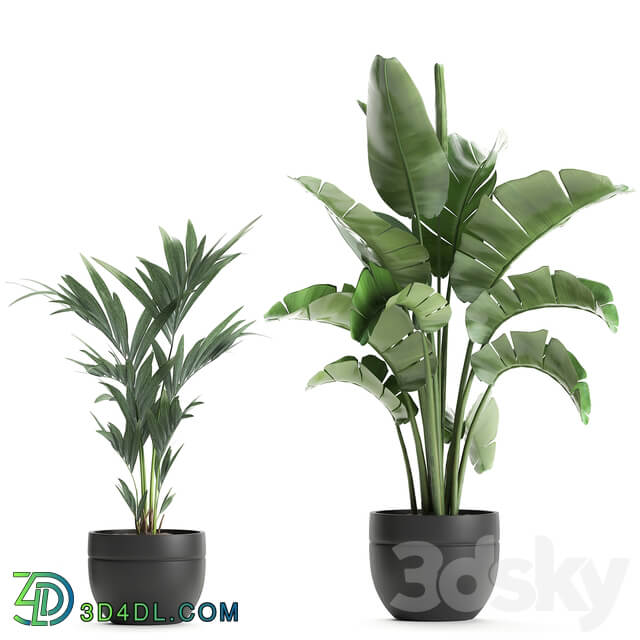 Plant Collection 586. Indoor plants Banana palm tree bamboo bush flowerpot strelitzia ravenala interior exotic 3D Models