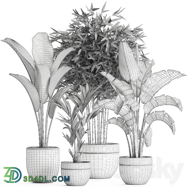 Plant Collection 586. Indoor plants Banana palm tree bamboo bush flowerpot strelitzia ravenala interior exotic 3D Models