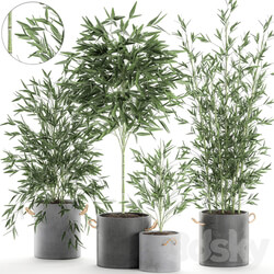Plant Collection Bamboo bush 596. Bush concrete flowerpot exotic plants thickets bushes decorative industrial style 3D Models 