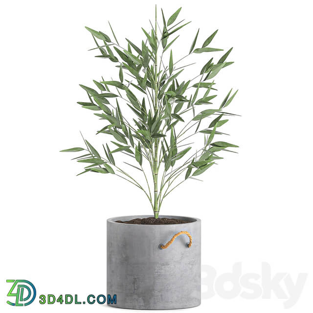 Plant Collection Bamboo bush 596. Bush concrete flowerpot exotic plants thickets bushes decorative industrial style 3D Models