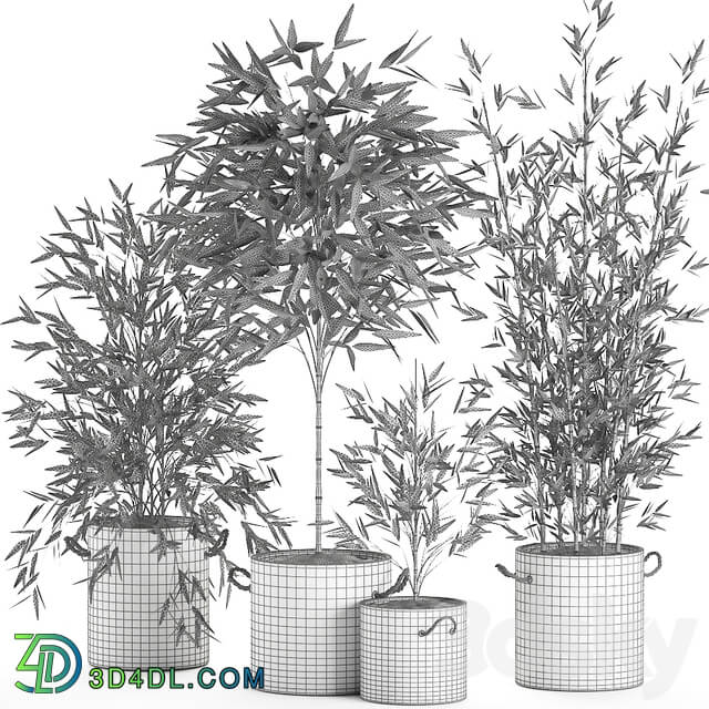 Plant Collection Bamboo bush 596. Bush concrete flowerpot exotic plants thickets bushes decorative industrial style 3D Models
