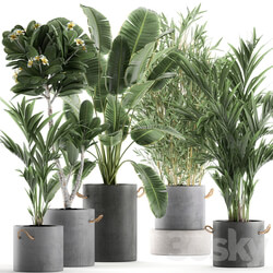 Plant Collection 597. Concrete flowerpot banana plumeria palm bamboo flowerpot indoor plants industrial style 3D Models 