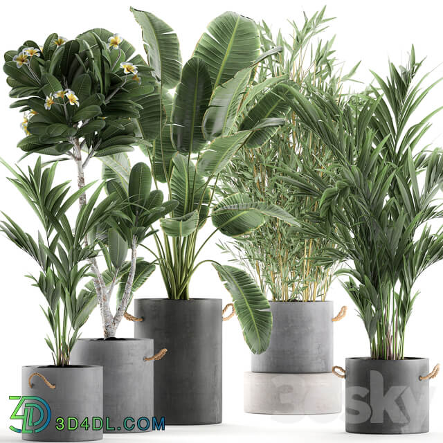 Plant Collection 597. Concrete flowerpot banana plumeria palm bamboo flowerpot indoor plants industrial style 3D Models