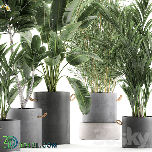 Plant Collection 597. Concrete flowerpot banana plumeria palm bamboo flowerpot indoor plants industrial style 3D Models