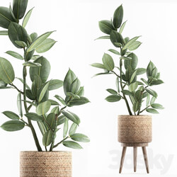 Plant ficus elastica 607. Basket rattan small ornamental tree tree interior Scandinavian style Ficus elastica Ficus rubbery 3D Models 