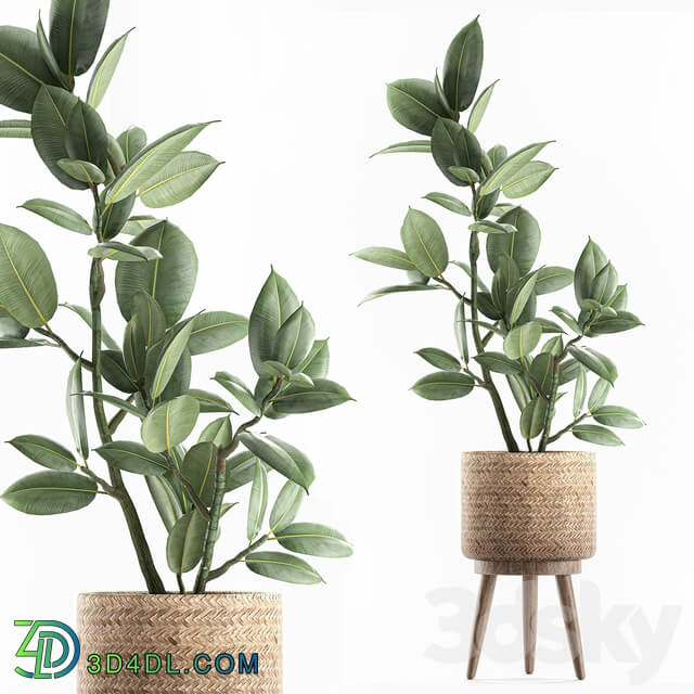 Plant ficus elastica 607. Basket rattan small ornamental tree tree interior Scandinavian style Ficus elastica Ficus rubbery 3D Models