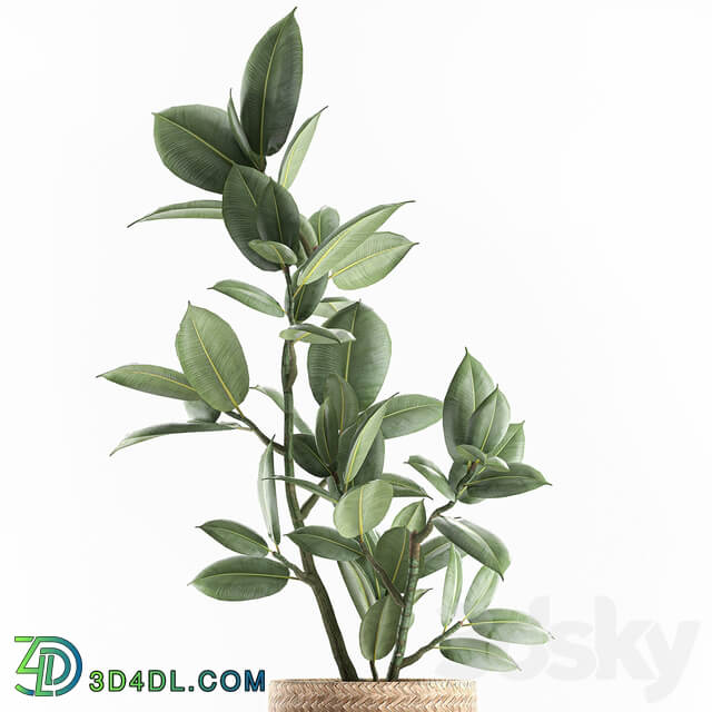 Plant ficus elastica 607. Basket rattan small ornamental tree tree interior Scandinavian style Ficus elastica Ficus rubbery 3D Models