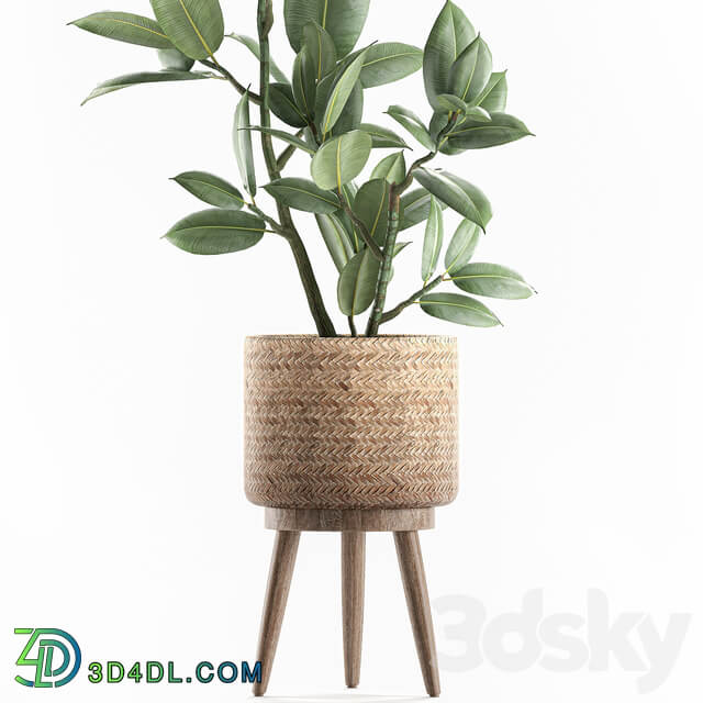 Plant ficus elastica 607. Basket rattan small ornamental tree tree interior Scandinavian style Ficus elastica Ficus rubbery 3D Models