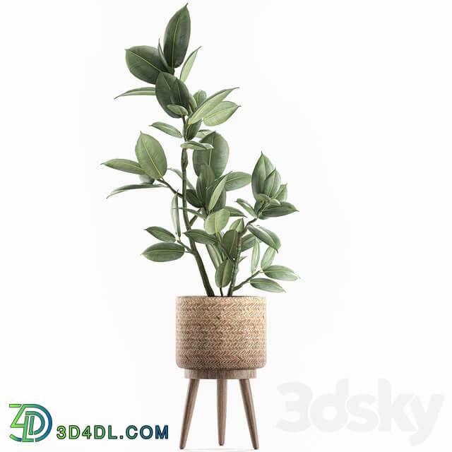 Plant ficus elastica 607. Basket rattan small ornamental tree tree interior Scandinavian style Ficus elastica Ficus rubbery 3D Models