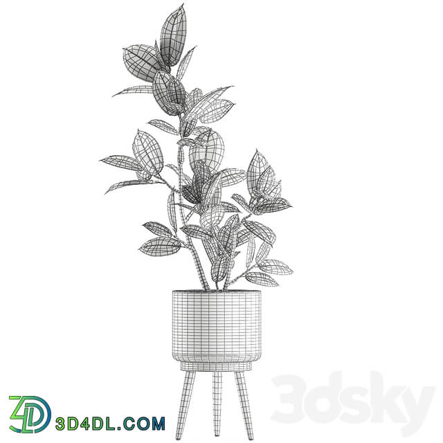 Plant ficus elastica 607. Basket rattan small ornamental tree tree interior Scandinavian style Ficus elastica Ficus rubbery 3D Models