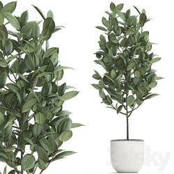 Plant Ficus rubbery 611. Ficus elastica white pot flowerpot decorative interior tree Scandinavian style small tree 3D Models 