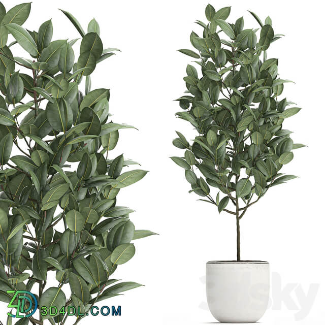 Plant Ficus rubbery 611. Ficus elastica white pot flowerpot decorative interior tree Scandinavian style small tree 3D Models