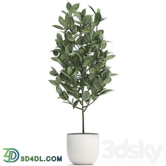 Plant Ficus rubbery 611. Ficus elastica white pot flowerpot decorative interior tree Scandinavian style small tree 3D Models