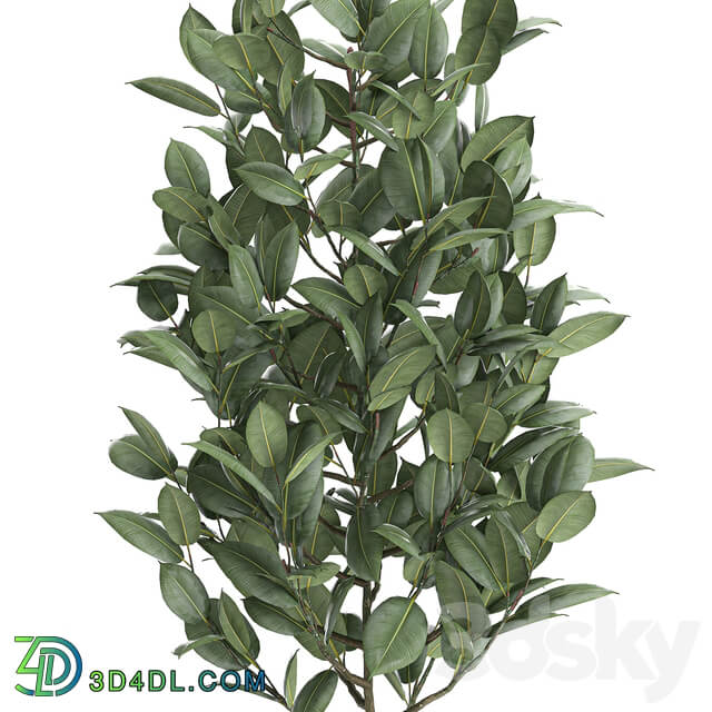 Plant Ficus rubbery 611. Ficus elastica white pot flowerpot decorative interior tree Scandinavian style small tree 3D Models