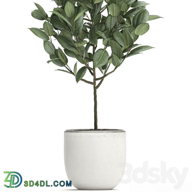 Plant Ficus rubbery 611. Ficus elastica white pot flowerpot decorative interior tree Scandinavian style small tree 3D Models