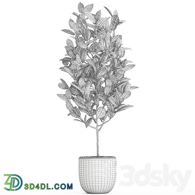 Plant Ficus rubbery 611. Ficus elastica white pot flowerpot decorative interior tree Scandinavian style small tree 3D Models