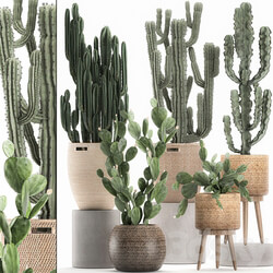 Collection of plants 617. Rattan basket Prickly pear Carnegia Cereus eco design natural decor set desert plants Prickly pear 3D Models 