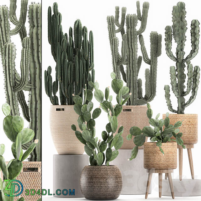 Collection of plants 617. Rattan basket Prickly pear Carnegia Cereus eco design natural decor set desert plants Prickly pear 3D Models