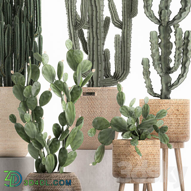 Collection of plants 617. Rattan basket Prickly pear Carnegia Cereus eco design natural decor set desert plants Prickly pear 3D Models