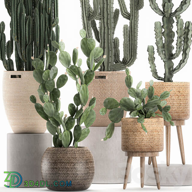 Collection of plants 617. Rattan basket Prickly pear Carnegia Cereus eco design natural decor set desert plants Prickly pear 3D Models