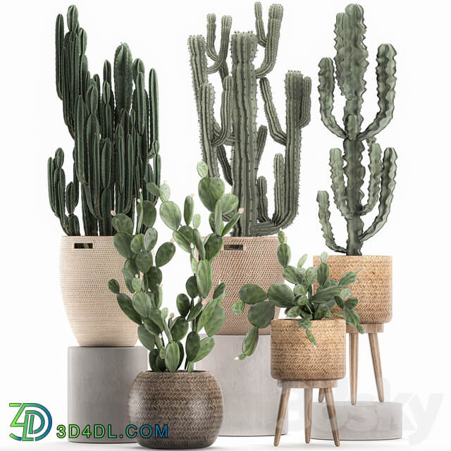 Collection of plants 617. Rattan basket Prickly pear Carnegia Cereus eco design natural decor set desert plants Prickly pear 3D Models