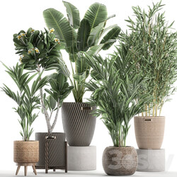 Plant Collection 631. basket rattan banana bamboo palm tree hovea indoor plants plumeria eco design nature decor scandinavian style strelitzia wicker 3D Models 