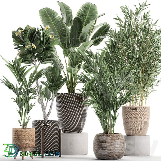 Plant Collection 631. basket rattan banana bamboo palm tree hovea indoor plants plumeria eco design nature decor scandinavian style strelitzia wicker 3D Models