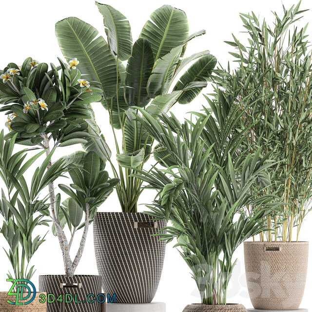 Plant Collection 631. basket rattan banana bamboo palm tree hovea indoor plants plumeria eco design nature decor scandinavian style strelitzia wicker 3D Models