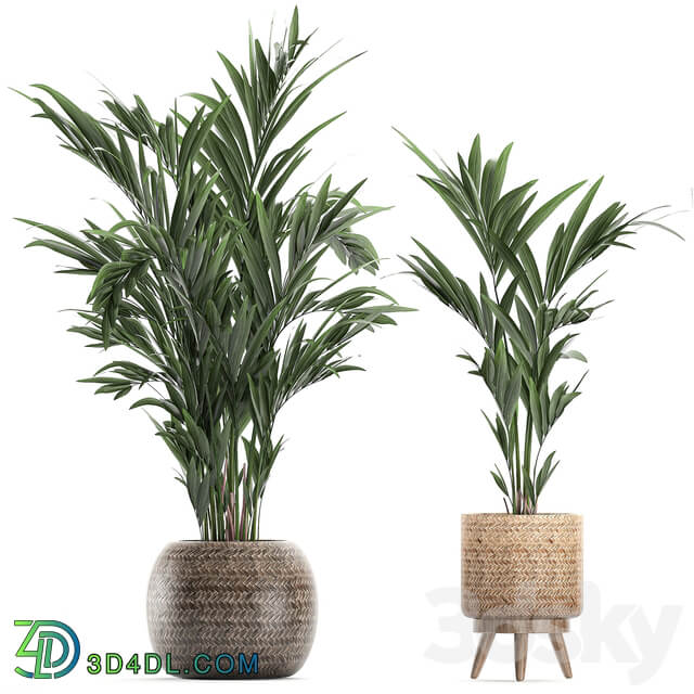 Plant Collection 631. basket rattan banana bamboo palm tree hovea indoor plants plumeria eco design nature decor scandinavian style strelitzia wicker 3D Models