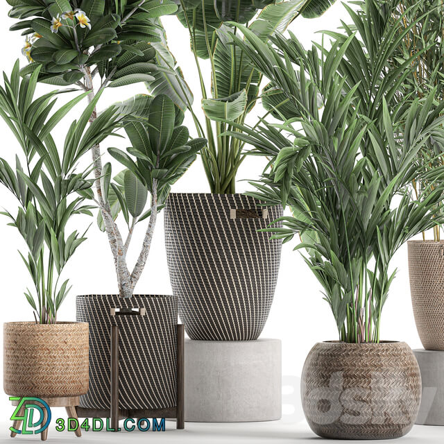 Plant Collection 631. basket rattan banana bamboo palm tree hovea indoor plants plumeria eco design nature decor scandinavian style strelitzia wicker 3D Models