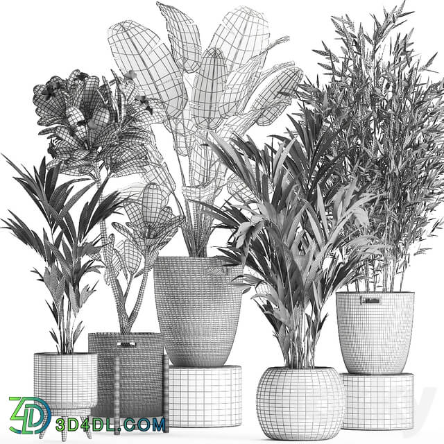 Plant Collection 631. basket rattan banana bamboo palm tree hovea indoor plants plumeria eco design nature decor scandinavian style strelitzia wicker 3D Models