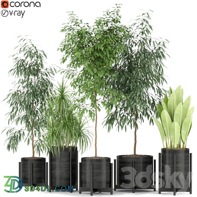 Plants collection 345