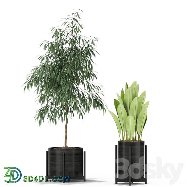 Plants collection 345