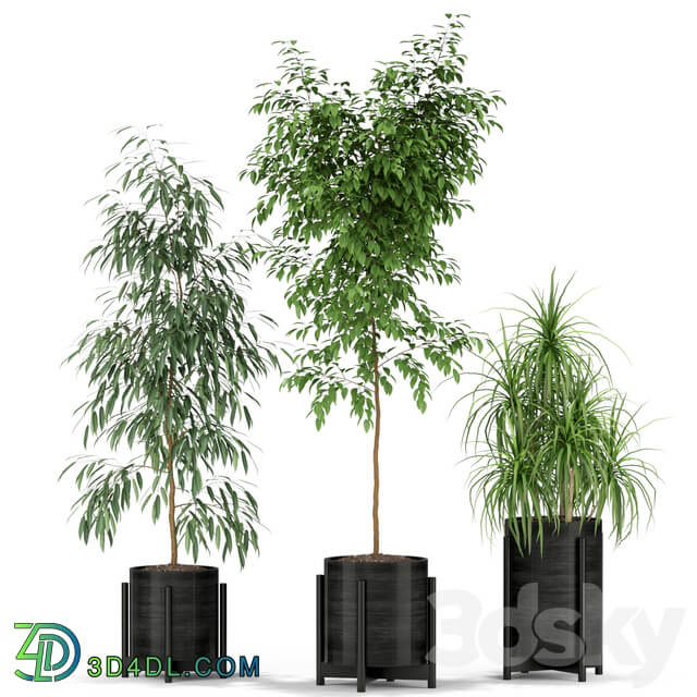 Plants collection 345