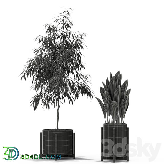 Plants collection 345