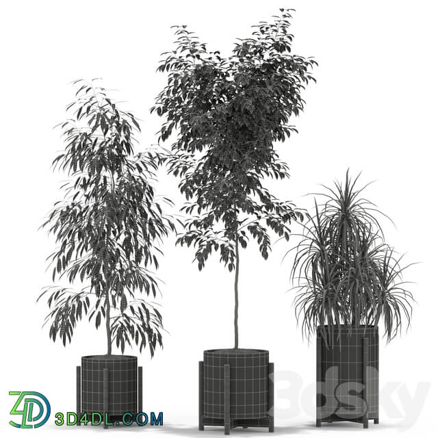 Plants collection 345