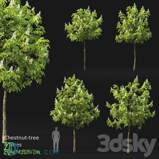 Chestnut 5 5.7m 3D Models