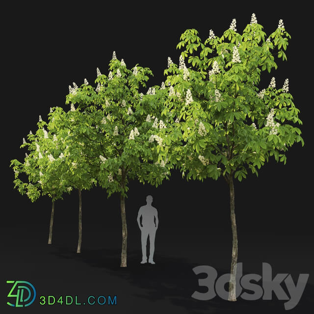 Chestnut 5 5.7m 3D Models