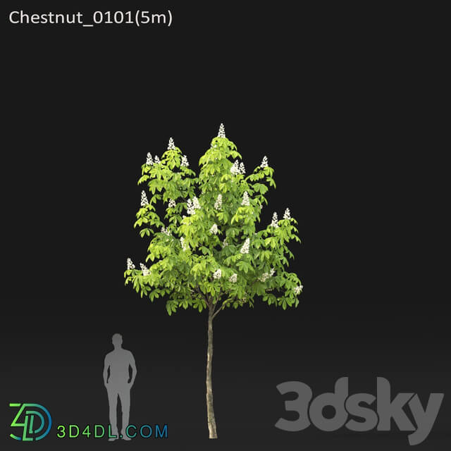 Chestnut 5 5.7m 3D Models