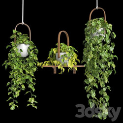 Hanging plants Scindapsus 