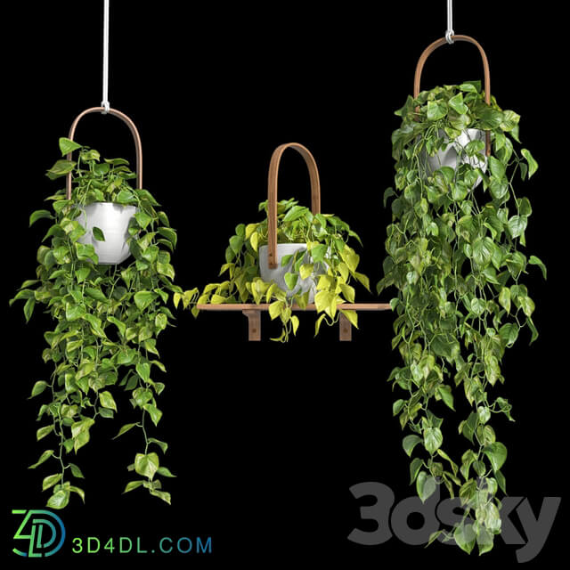 Hanging plants Scindapsus