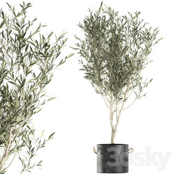 Plant Olive tree 647. Oliva indoor plant flowerpot concrete pot stylish interior tree office plant outdoor concrete pot 3D Models 