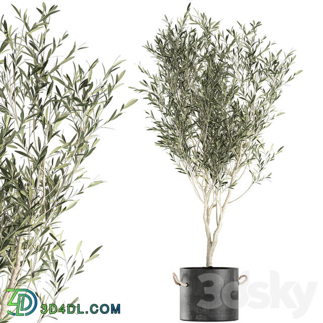 Plant Olive tree 647. Oliva indoor plant flowerpot concrete pot stylish interior tree office plant outdoor concrete pot 3D Models